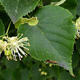 Linde - Tilia