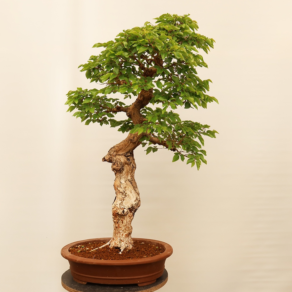 Bonsai für draußen - Karpinus Coreana - Koreanische Hainbuche