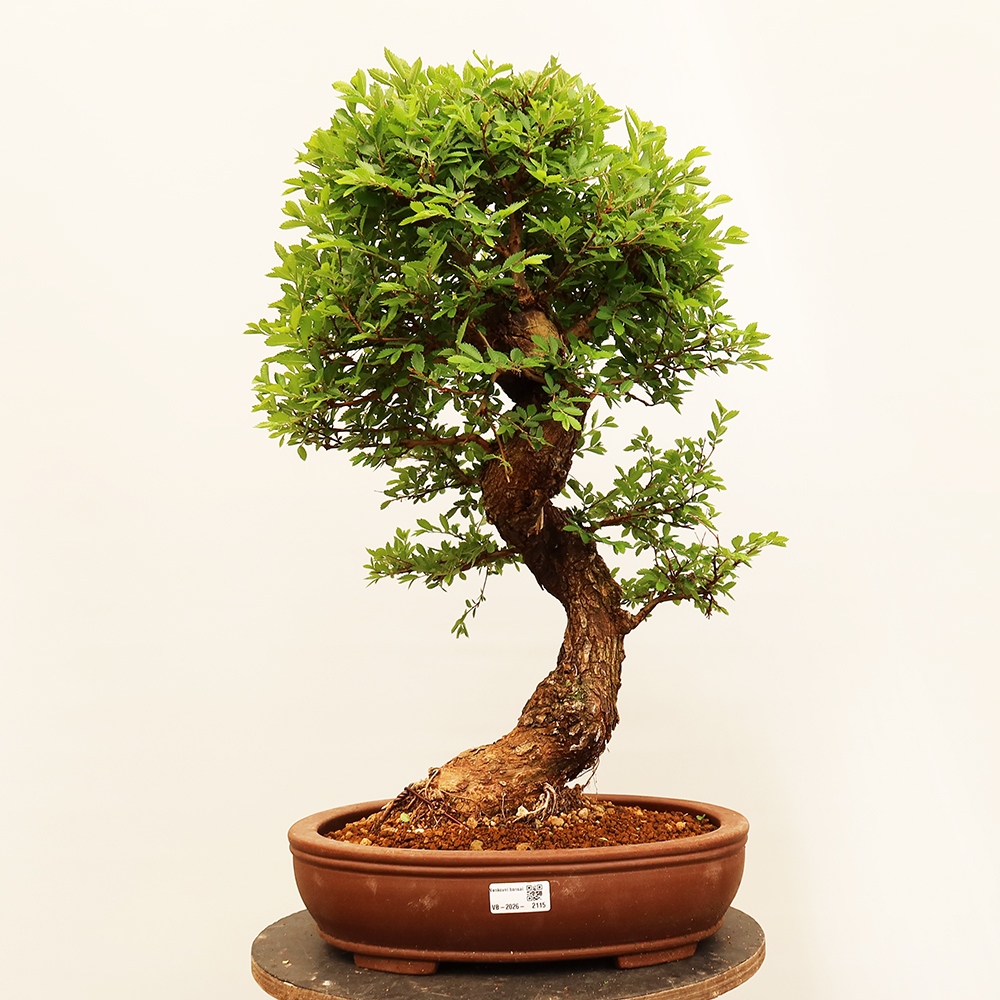 Bonsai für draußen - Zelkova - Zelkova NIRE