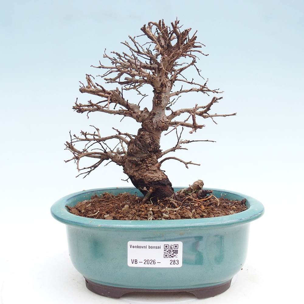 Bonsai für draußen - Zelkova - Zelkova NIRE