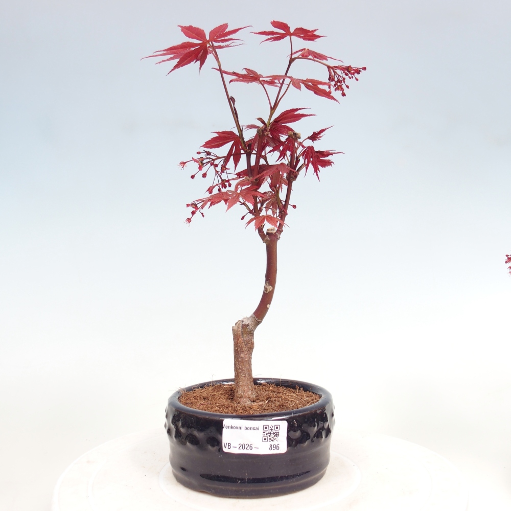 Bonsai für draußen - Acer-Palme. Atropurpureum-Javor palmate