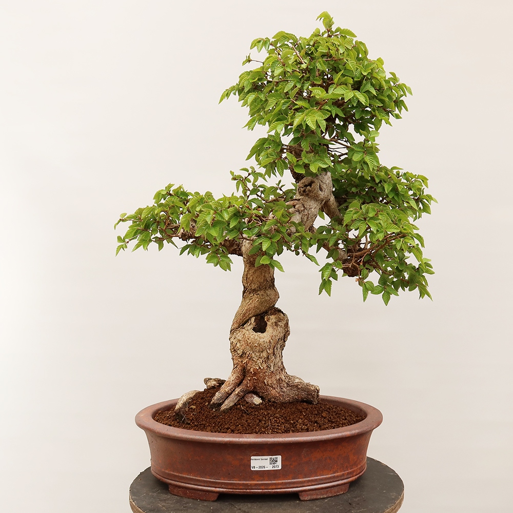 Bonsai für draußen - Karpinus Coreana - Koreanische Hainbuche