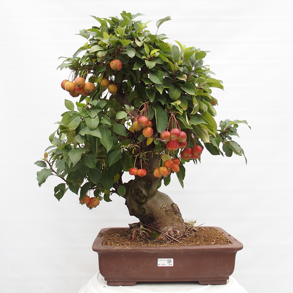 Outdoor-Bonsai -Malus halliana - Kleinfrüchtiger Apfelbaum
