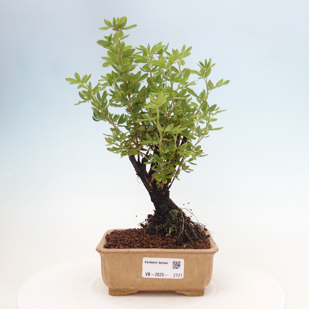 Bonsai für draußen - Potentila fruticosa gelber Vogel