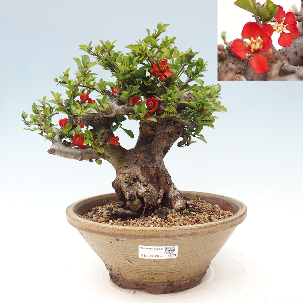 Bonsai für draußen - Chaneomeles speciosa - Quitte