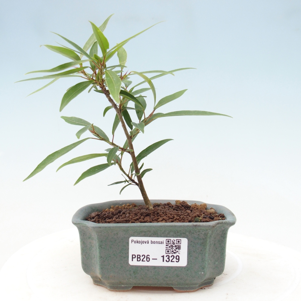 Zimmerbonsai - Ficus nerifolia - Kleinblättriger Ficus