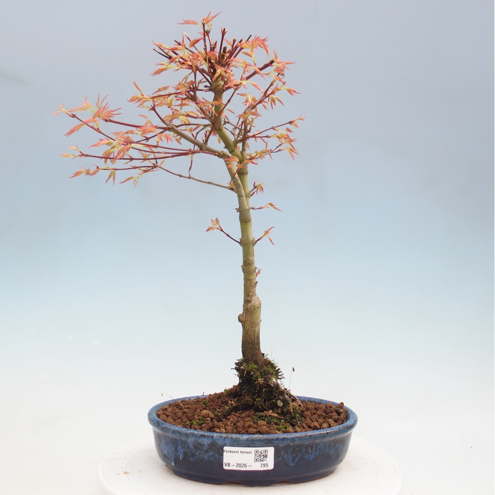 Spitzahorn - Acer palmatum Beni Tsukasa
