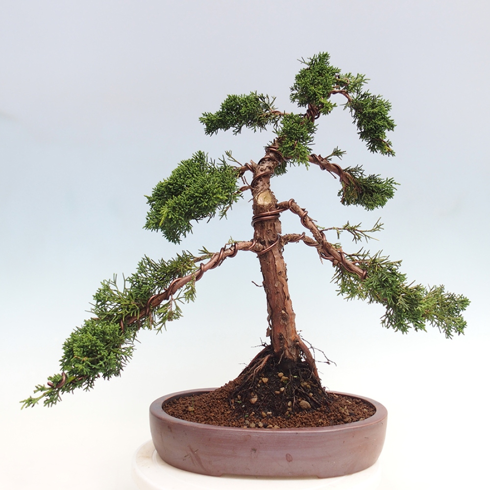 Bonsai für draußen - Juniperus chinensis Kishu