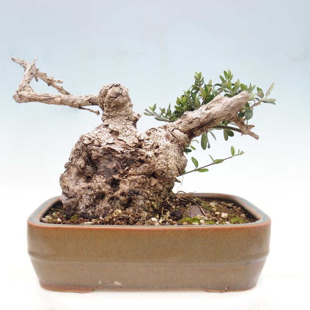 Zimmerbonsai - Olea europaea sylvestris
