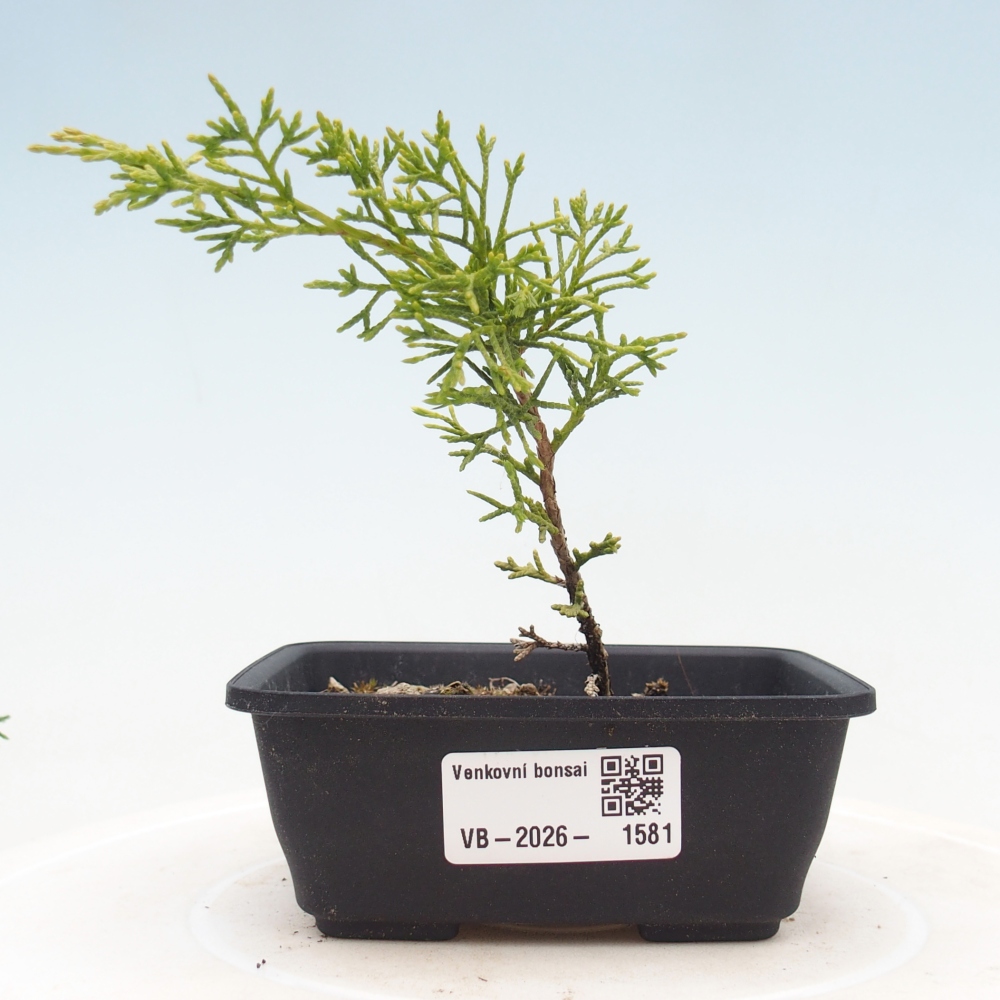 Bonsai für draußen - Juniperus chinensis Itoigawa