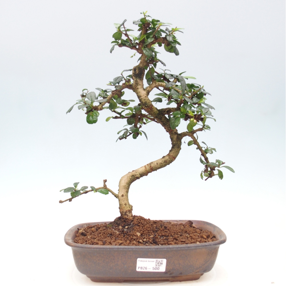 Zimmer-Bonsai - Carmona macrophylla - Tee-Fuki