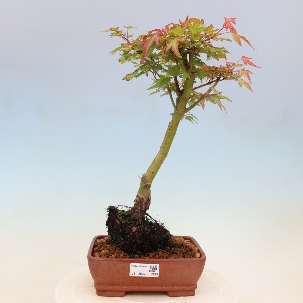 Spitzahorn - Acer palmatum Beni Tsukasa