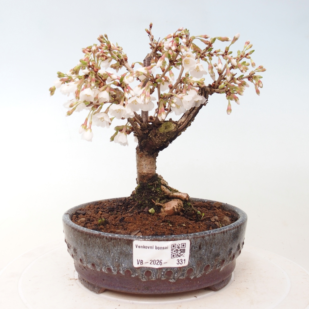 Bonsai für draußen - Prunus incisa Kojou-no mai-Plivon ausgeschnitten