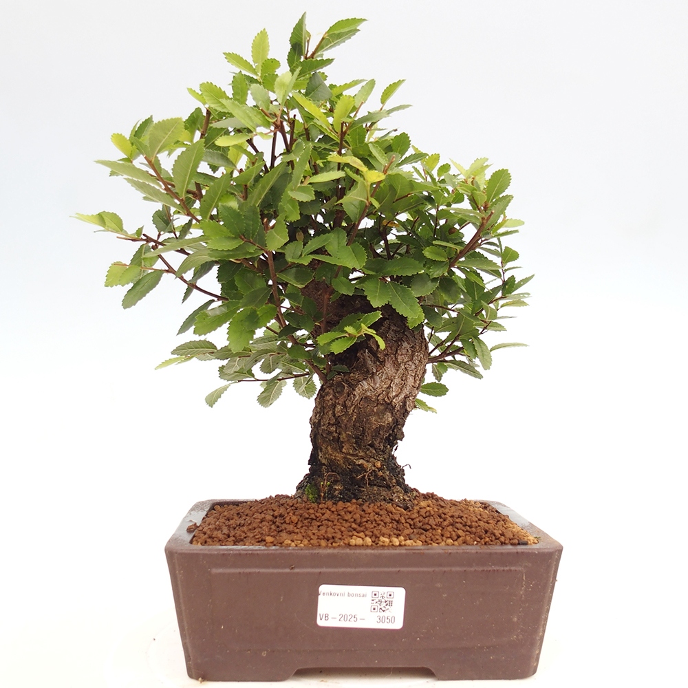 Bonsai für draußen - Zelkova - Zelkova NIRE