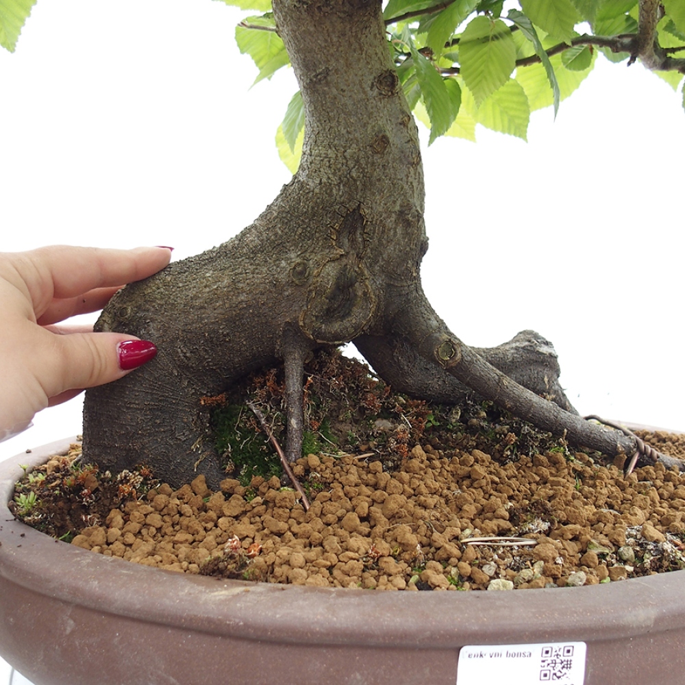 Bonsai für draußen - Hainbuche - Carpinus betulus