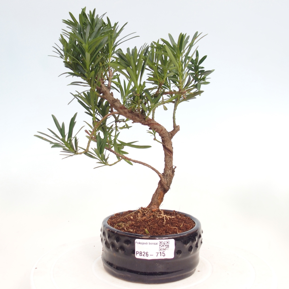 Zimmerbonsai - Podocarpus - Stein-Eibe
