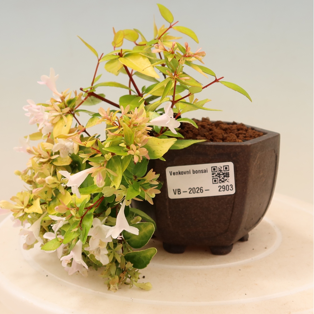 Bonsai für den Außenbereich – Abelia gr. Kleidoscope – Großblumige Abelie