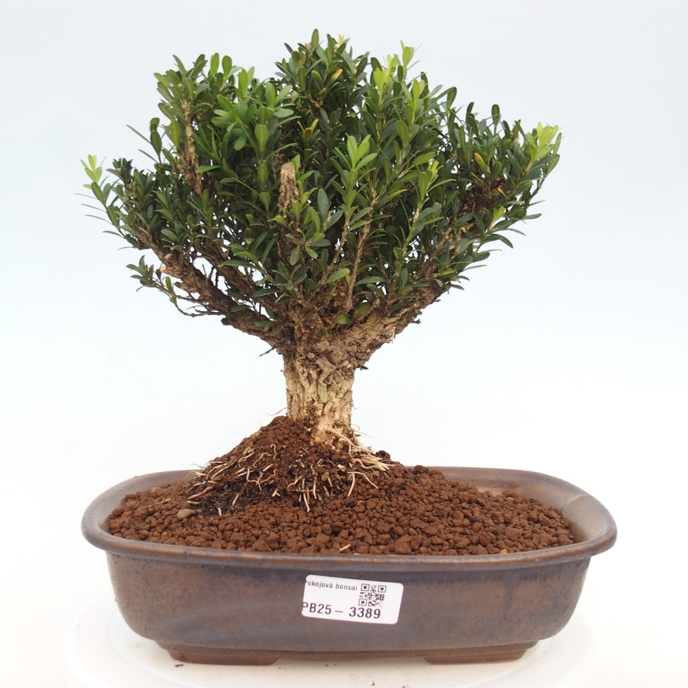 Zimmer Bonsai - Buxus harlandii - Korkbuxus