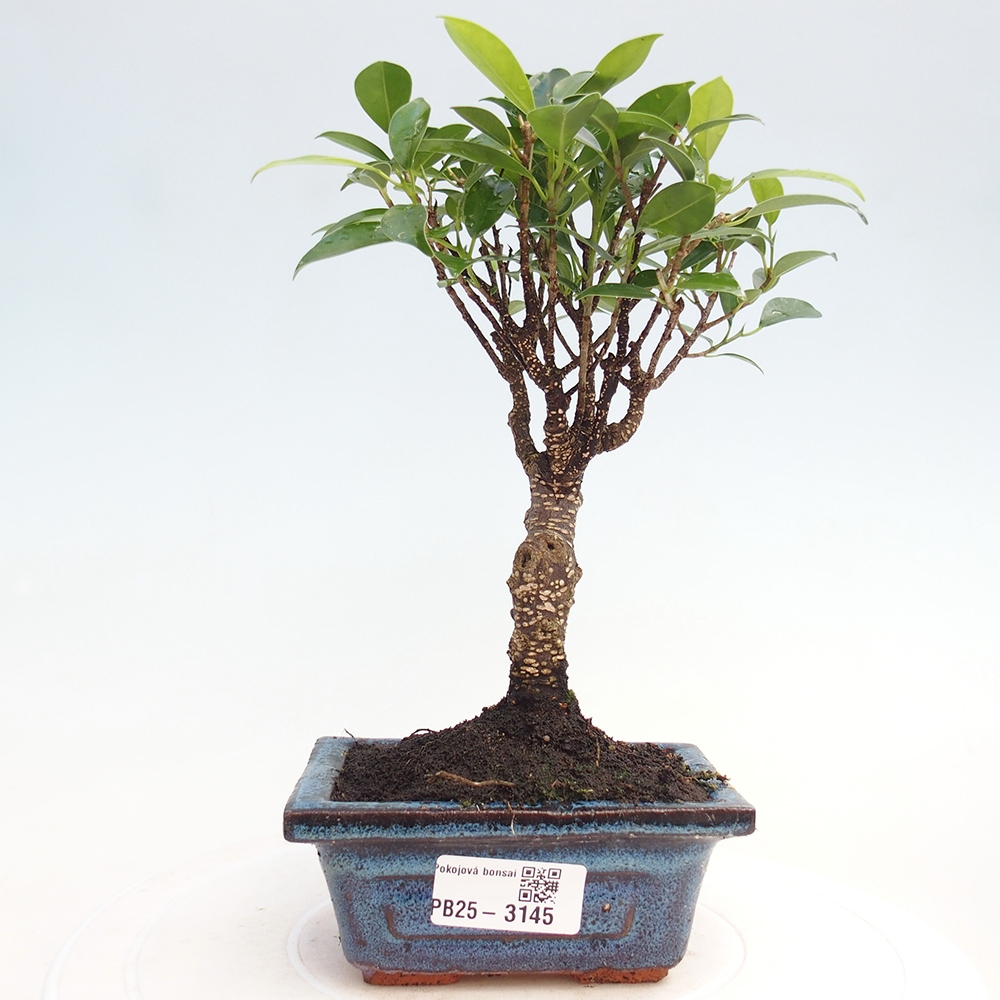 Zimmer Bonsai Ficus retusa kimmen