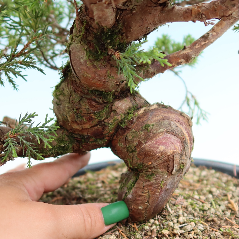 Bonsai für draußen - Juniperus chinensis Itoigawa-Juniperus chinensis