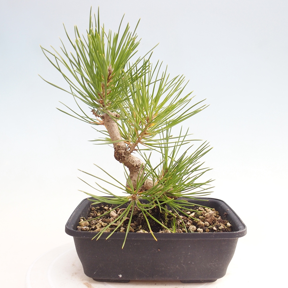 Bonsai für draußen - Pinus thunbergii - Thunberg-Kiefer