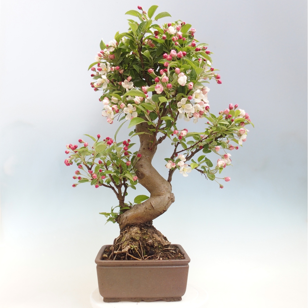 Outdoor-Bonsai -Malus halliana - Kleinfrüchtiger Apfelbaum