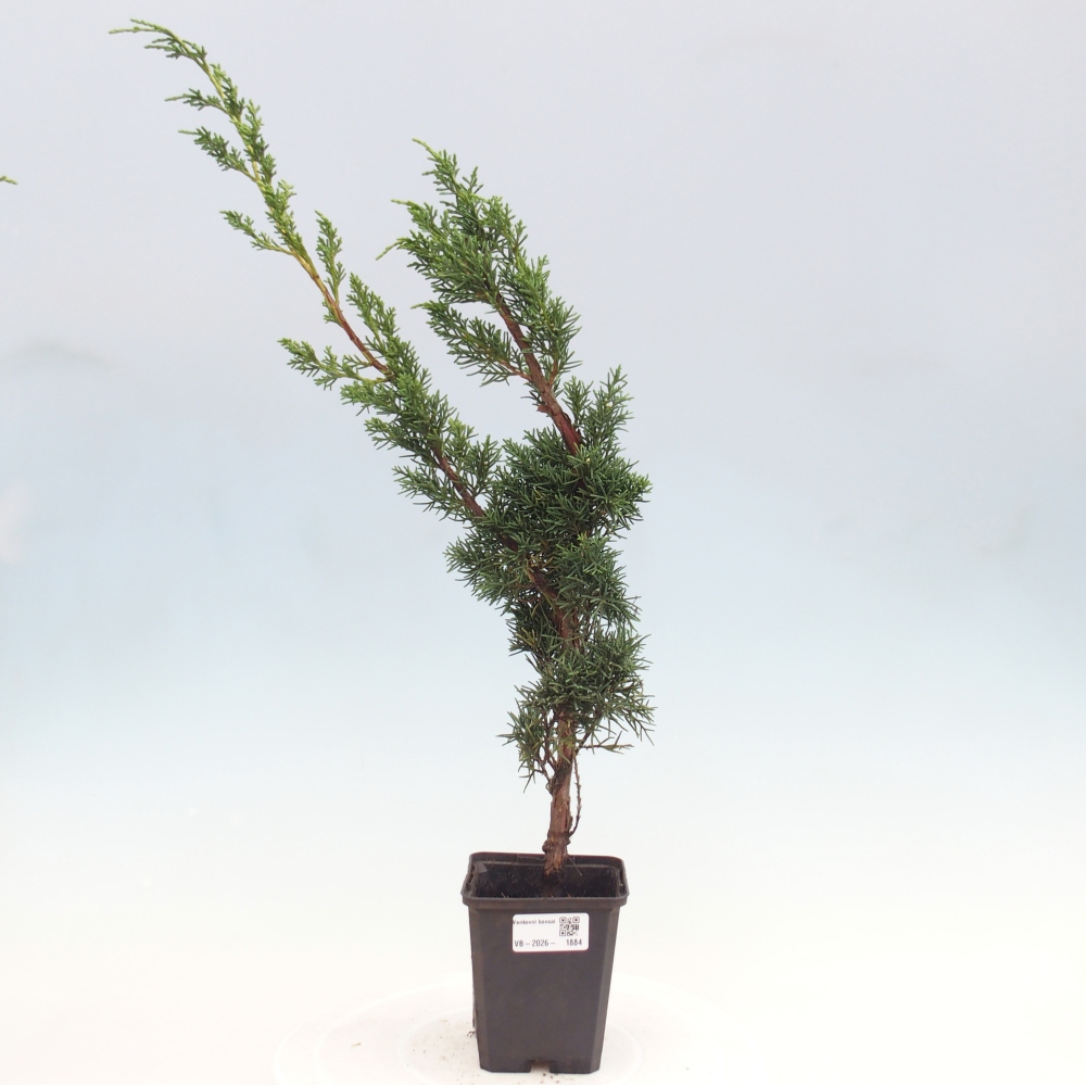 Bonsai für draußen - Juniperus chinensis Kishu