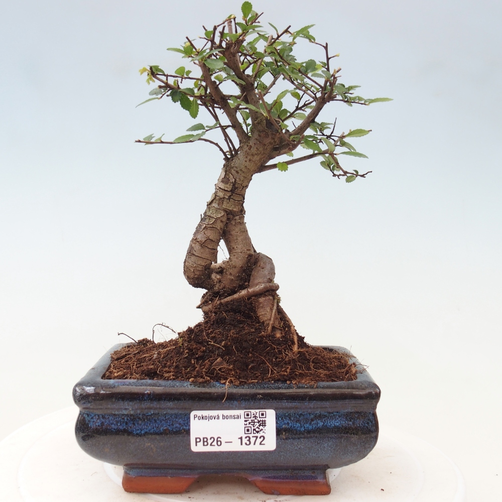 Zimmerbonsai - Ulmus parvifolia - Kleinblättrige Ulme