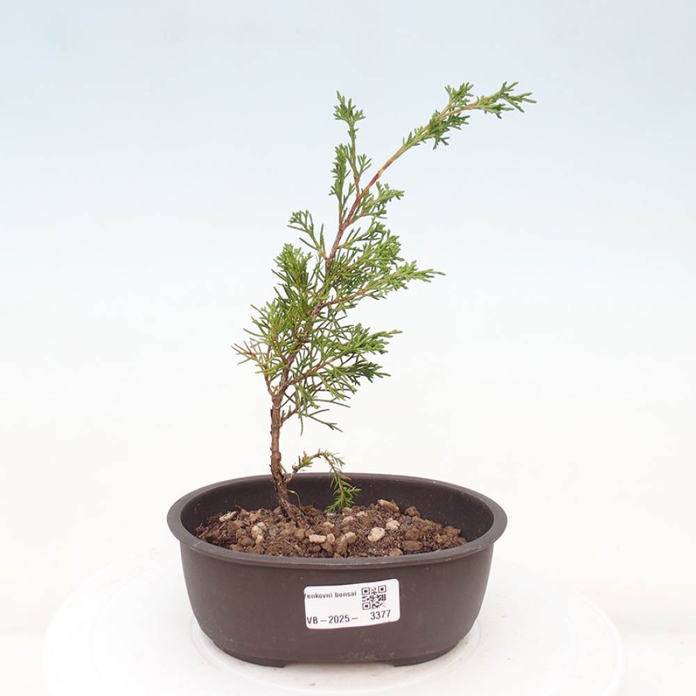 Bonsai für draußen - Juniperus chinensis Itoigawa