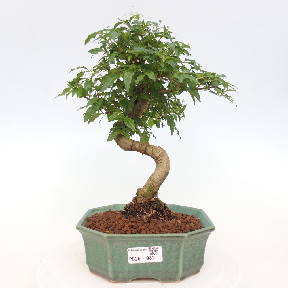 Zimmer Bonsai -Ligustrum chinensis - Vogelschnabel