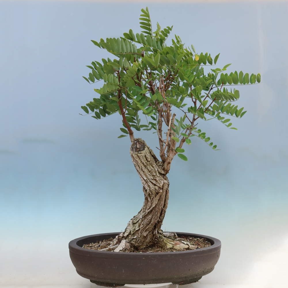 Bonsai für draußen - Dorn-Akazie - Robinia pseudoacacia