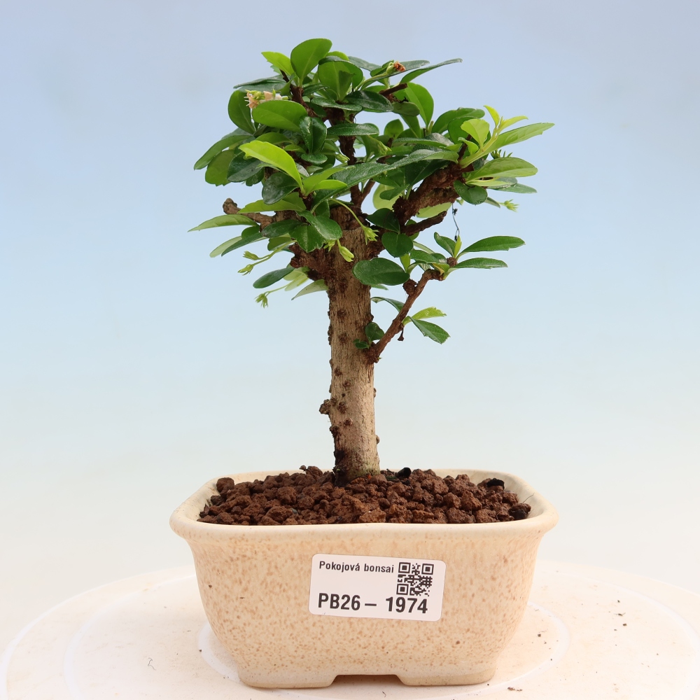 Zimmer-Bonsai - Carmona macrophylla - Tee-Fuki