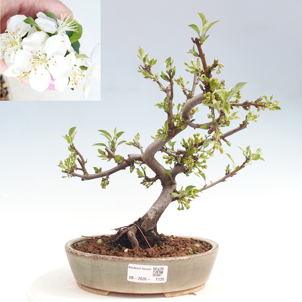 Outdoor Bonsai - Malus sargentii - Kleinfrüchtiger Apfelbaum