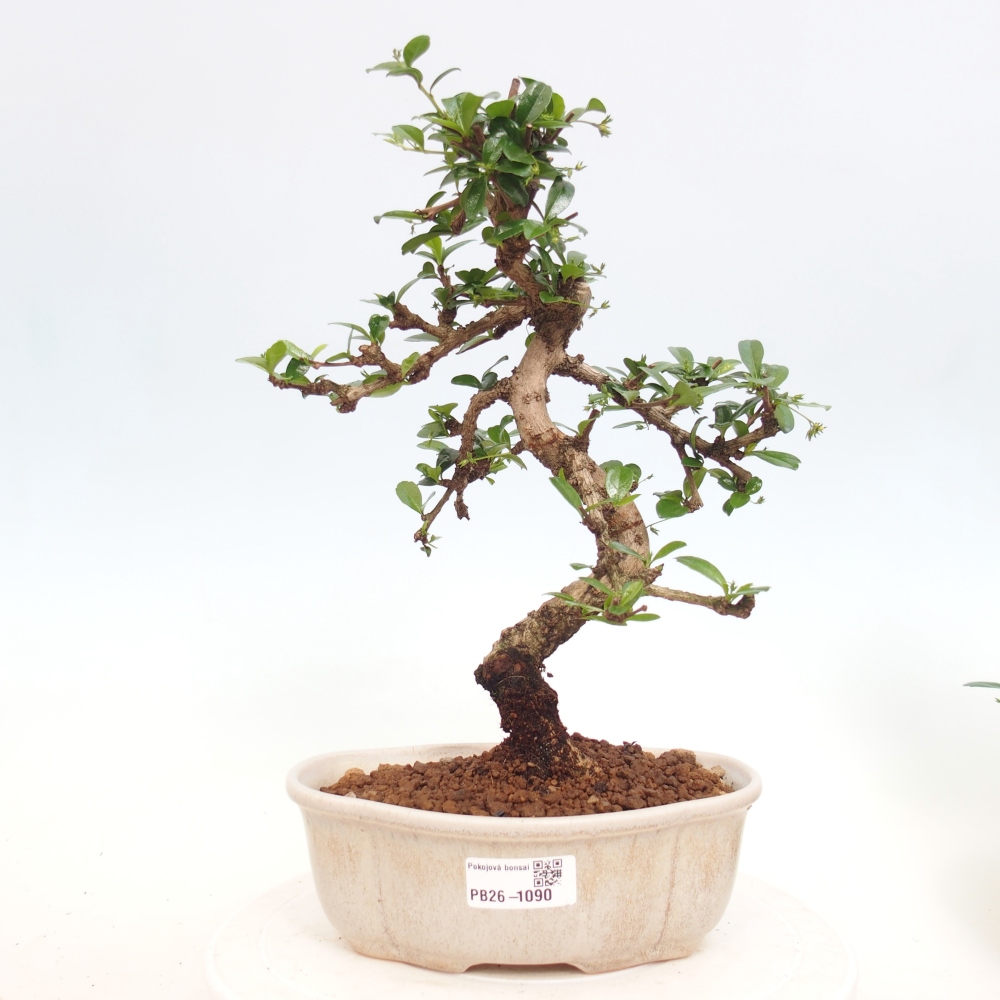 Zimmer-Bonsai - Carmona macrophylla - Tee-Fuki