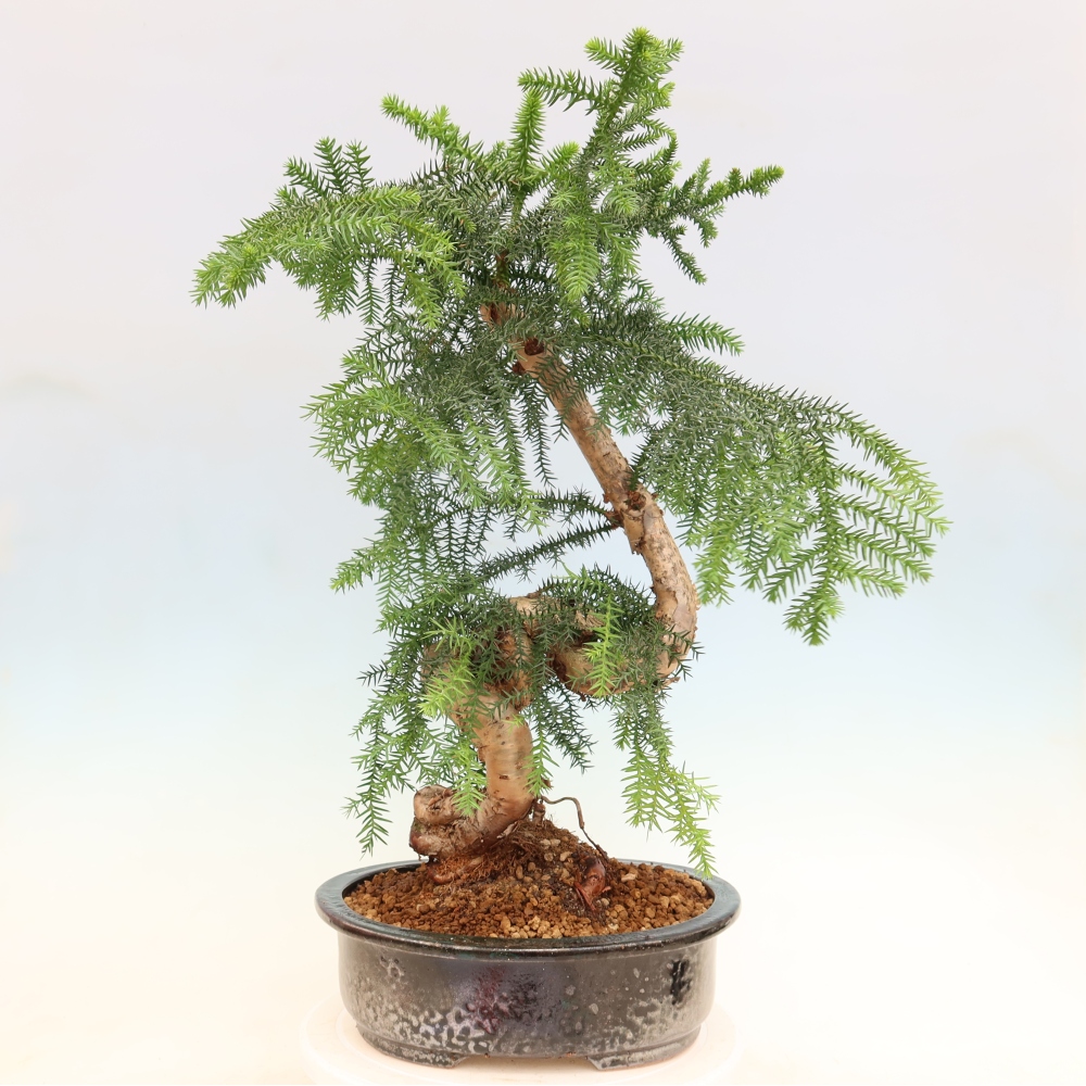 Zimmer Bonsai - Araucaria - Zimmer Fichte