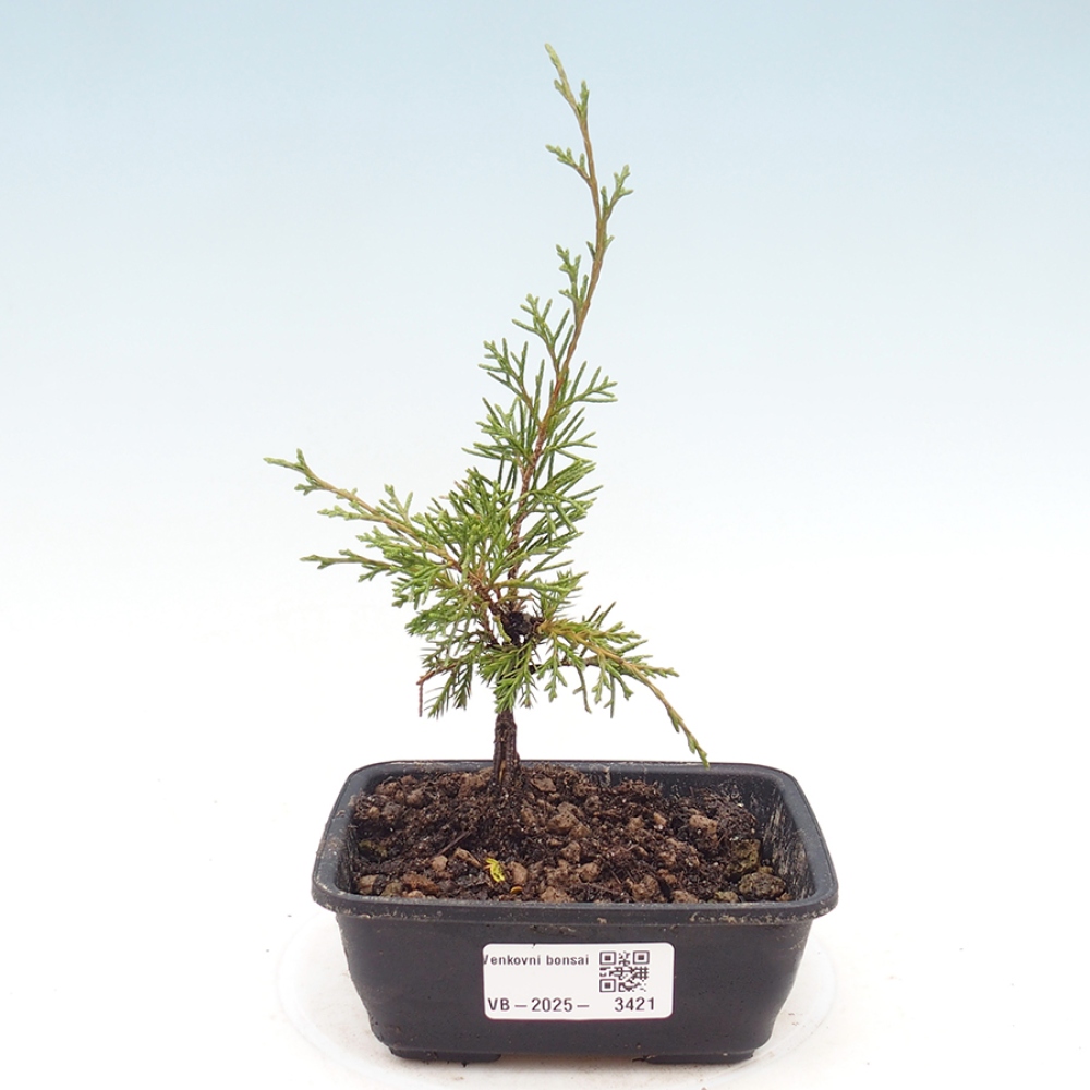 Bonsai für draußen - Juniperus chinensis Itoigawa