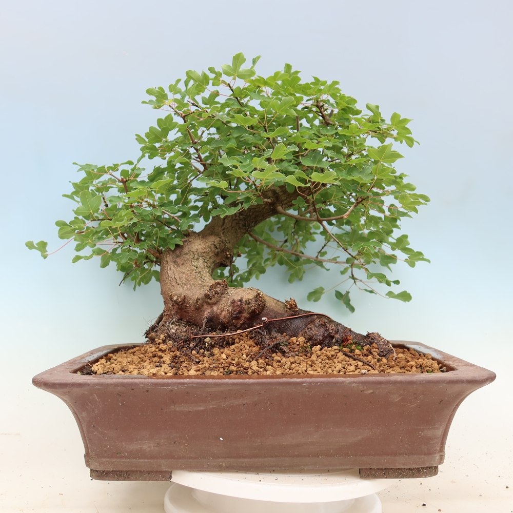 Bonsai für draußen -Javor babyka - Acer campestre