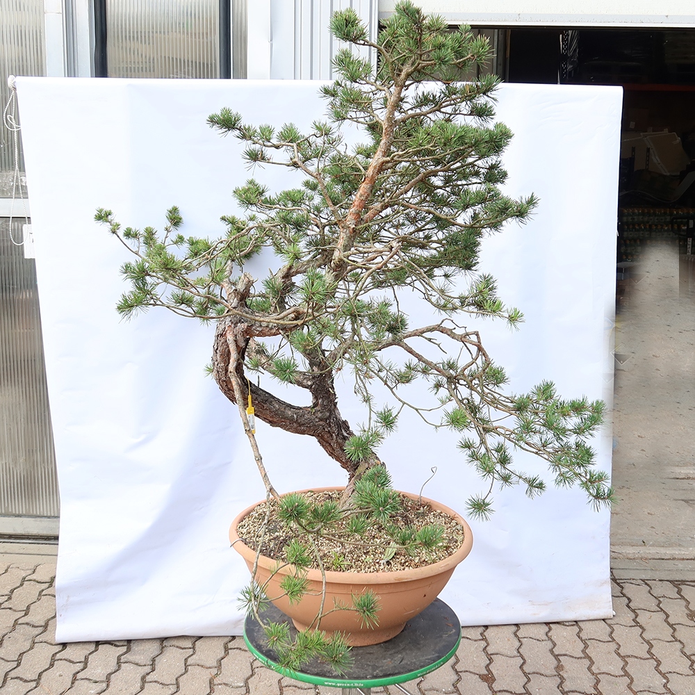 Pinus sylvestris Spanien – Waldkiefer