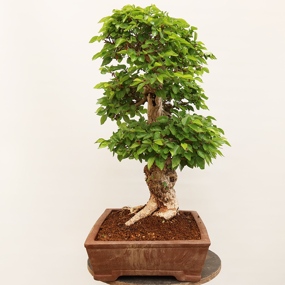 Bonsai für draußen - Karpinus Coreana - Koreanische Hainbuche