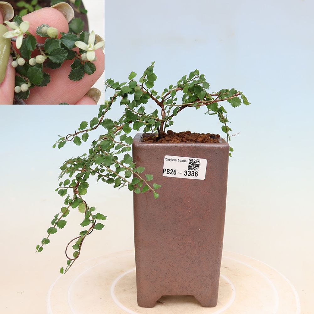 Zimmerbonsai - Grewia sp. - Grewia malafolia