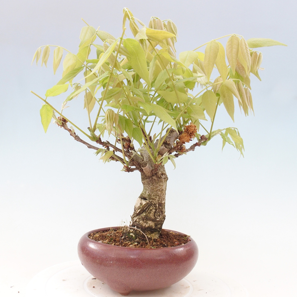 Bonsai für draußen - Wisteria floribunda