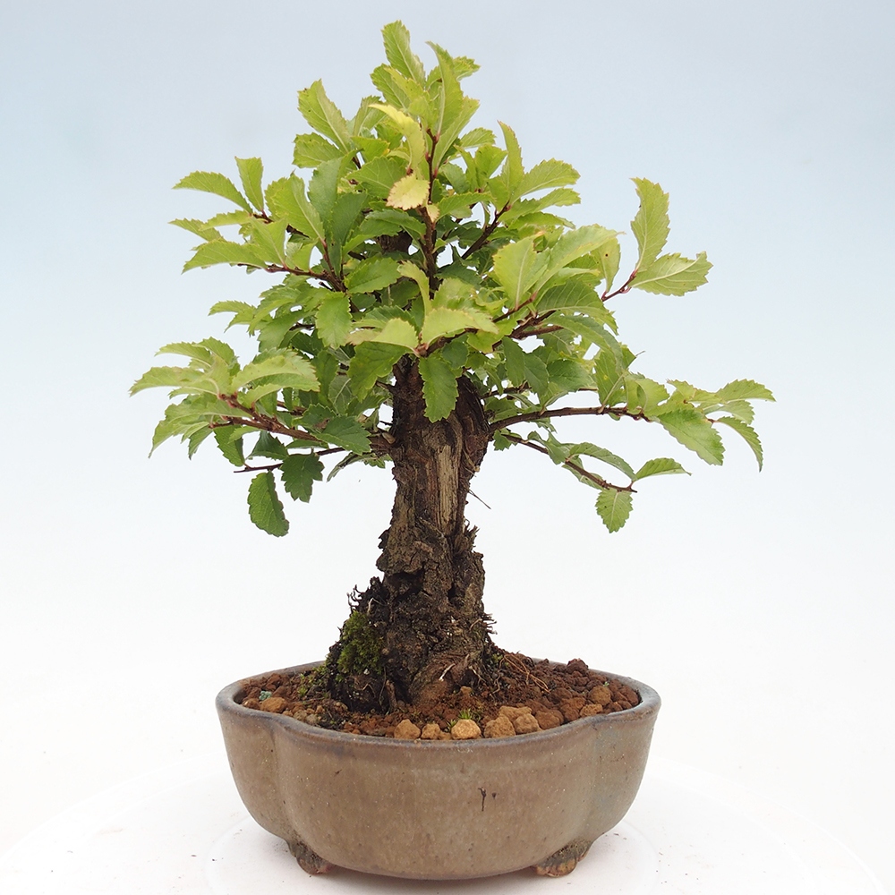 Bonsai für draußen - Zelkova - Zelkova NIRE