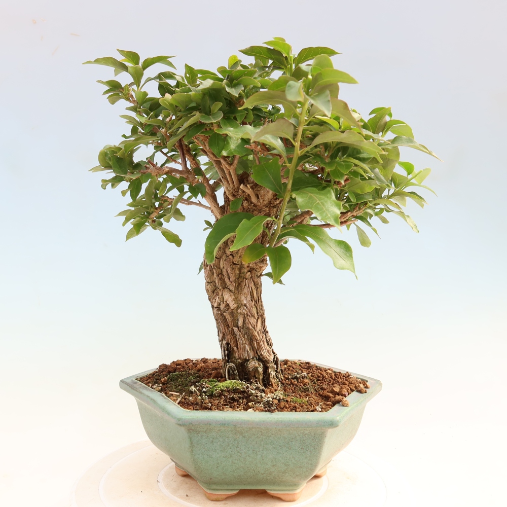 Zimmer Bonsai - Bouganwilea