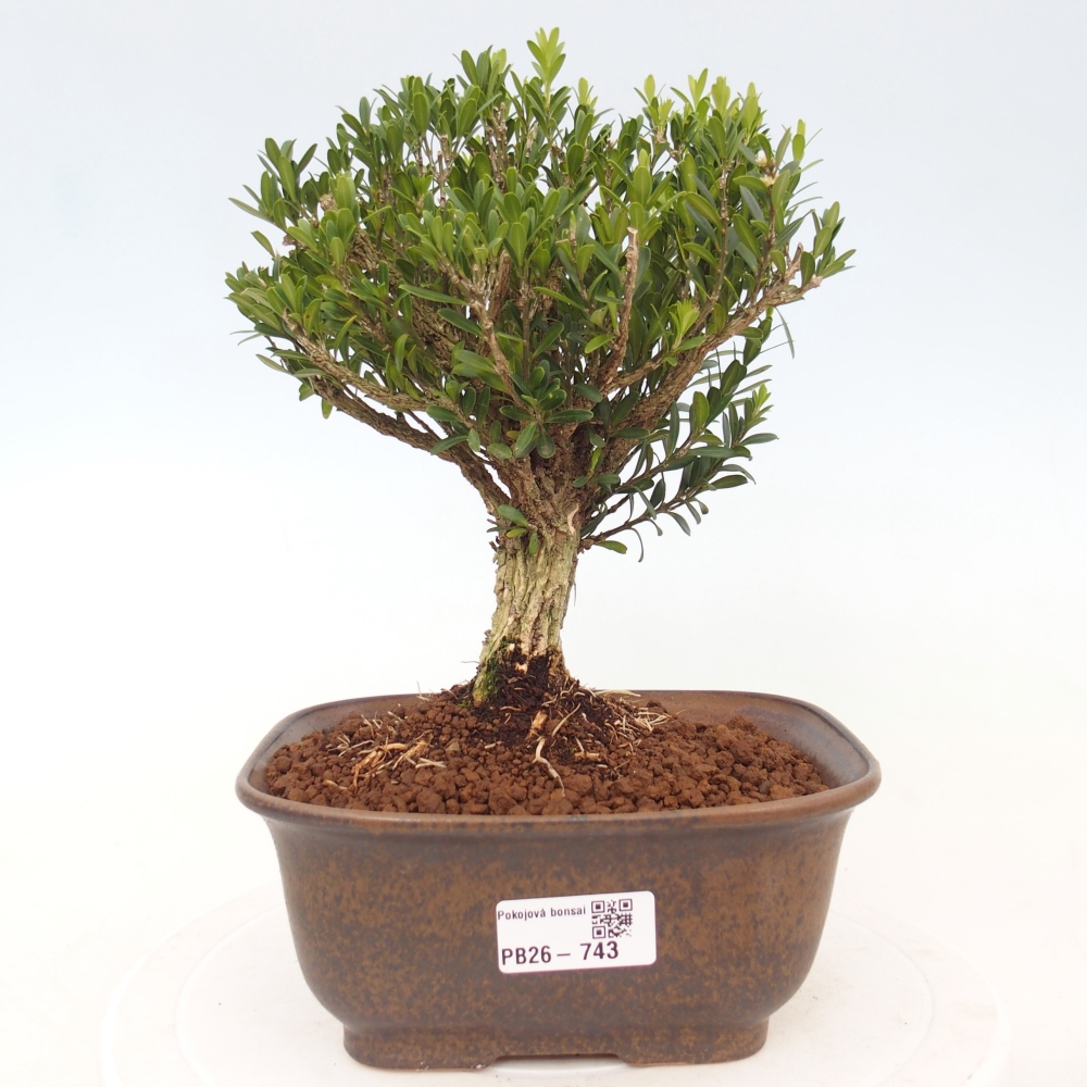 Zimmer Bonsai - Buxus harlandii - Korkbuxus