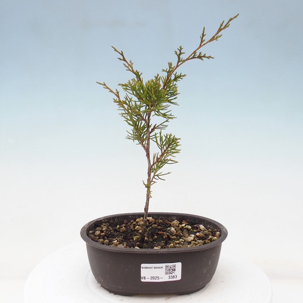 Bonsai für draußen - Juniperus chinensis Itoigawa