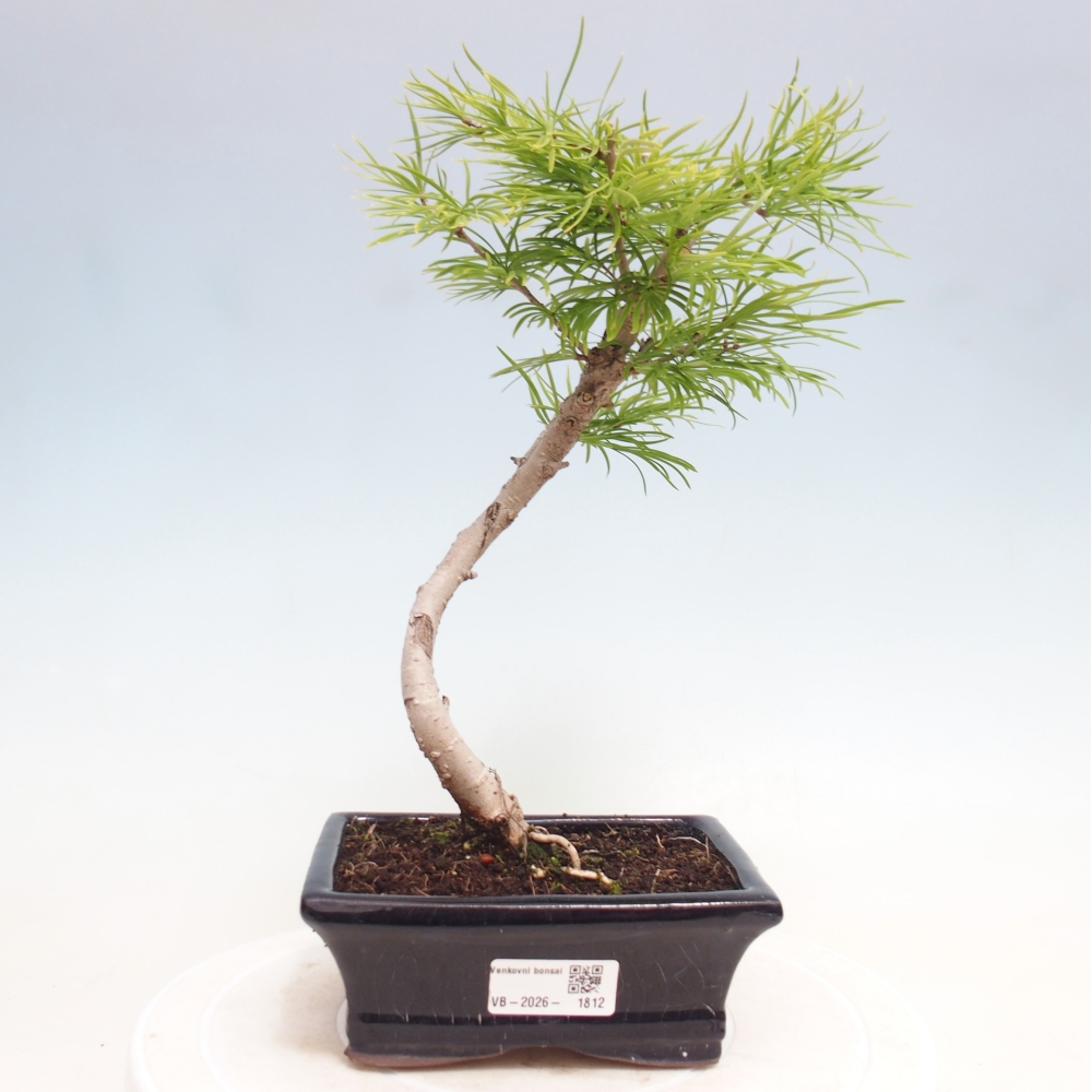 Bonsai für draußen -Pseudolarix amabis-Pseudolarix amabis