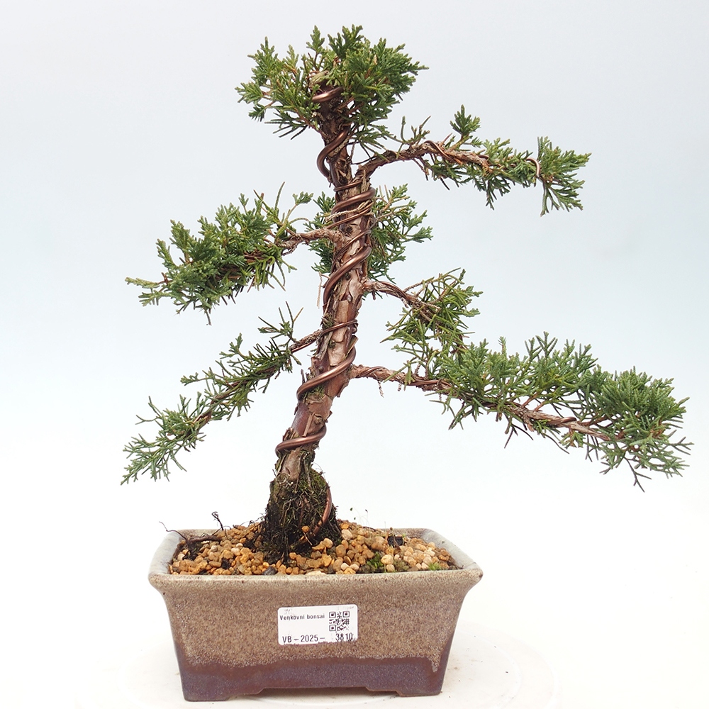 Bonsai für draußen - Juniperus chinensis Kishu