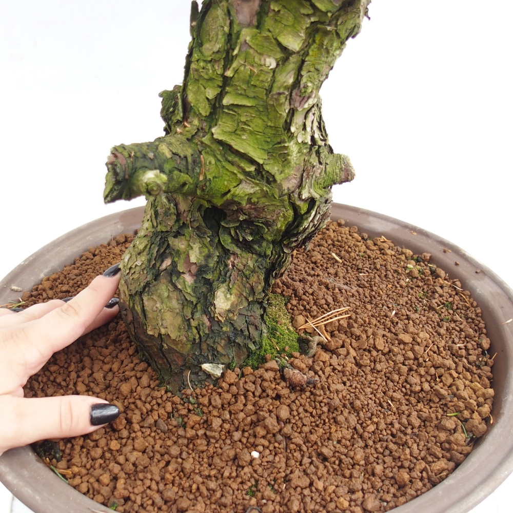 Bonsai für draußen - Pinus parviflora - Pinus parviflora