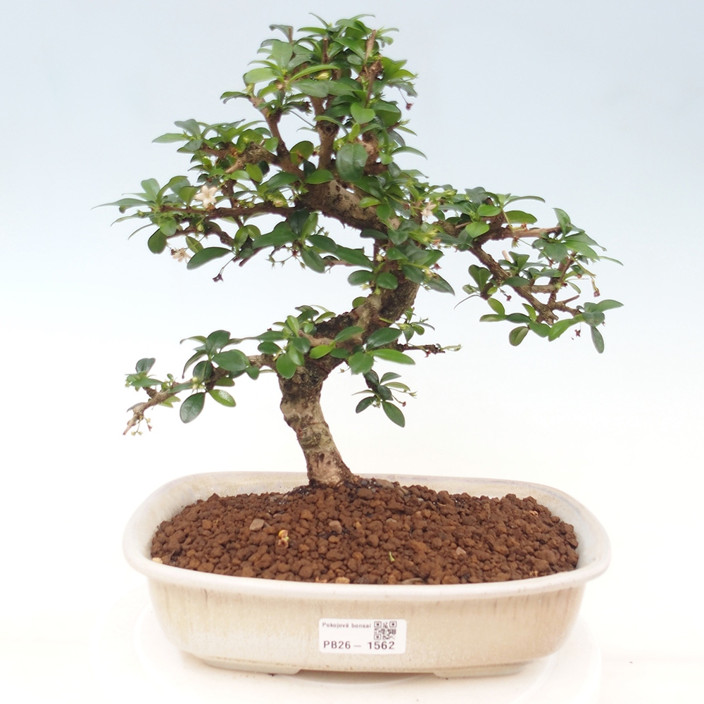Zimmer-Bonsai - Carmona macrophylla - Tee-Fuki