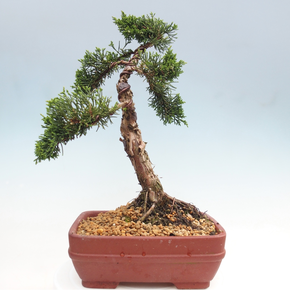 Bonsai für draußen - Juniperus chinensis Kishu